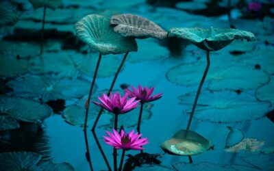 I Primi Consigli per Iniziare a Meditare